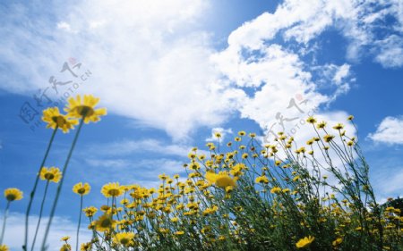 蓝天白云与野花风景图片