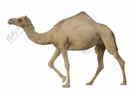 走路的骆驼图片免抠png透明图层素材