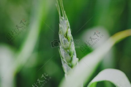 场粮食麦田小麦