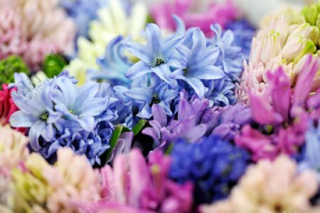 花丛中的蓝色花朵图片