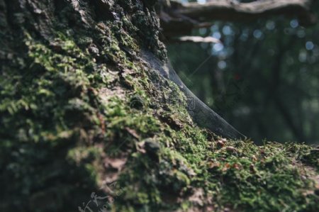 自然森林苔藓模糊树蛛网蜘蛛