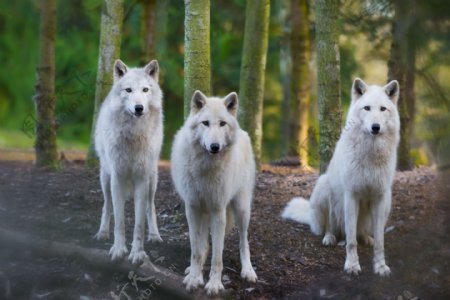 三只白色的狼图片