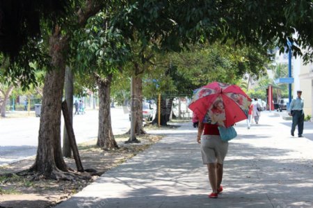 街道树木步行伞