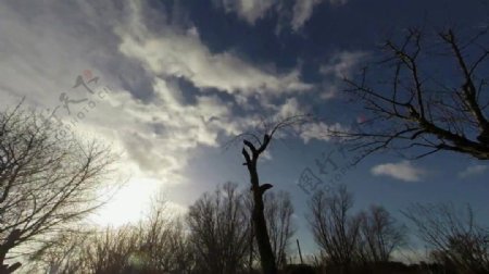 森林树木云朵视频