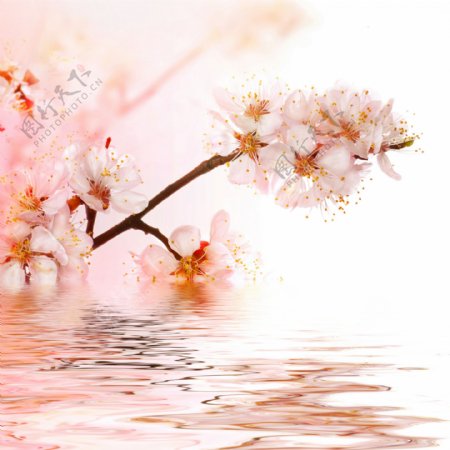 水中桃花图片