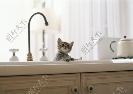 趴在洗手池的可爱猫猫图片