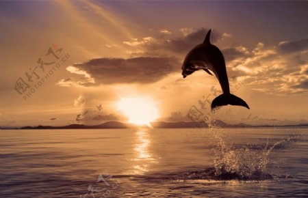 蓝天下海面上跳出的海豚图片