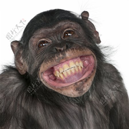 张大嘴巴的猩猩图片