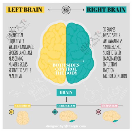手绘人类大脑的信息图表