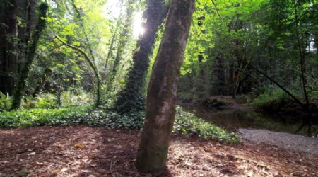 4K阳光穿透树林大自然树木生长小河流镜头跟踪移动高清视频拍摄