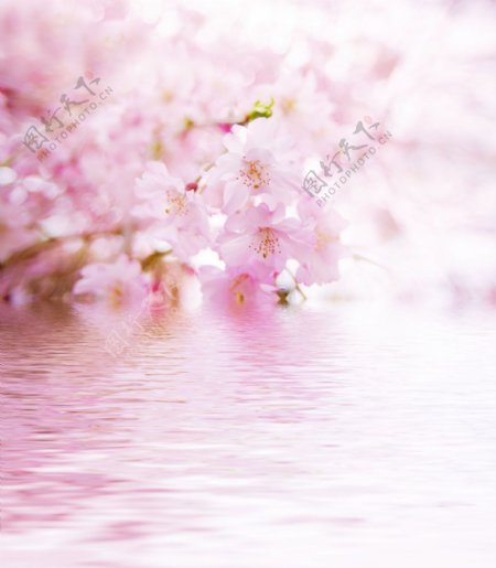 浪漫的樱花图片
