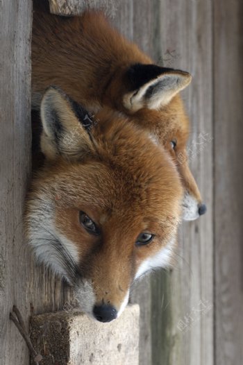 狐狸摄影图片