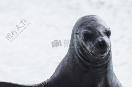 动物海豹海狗