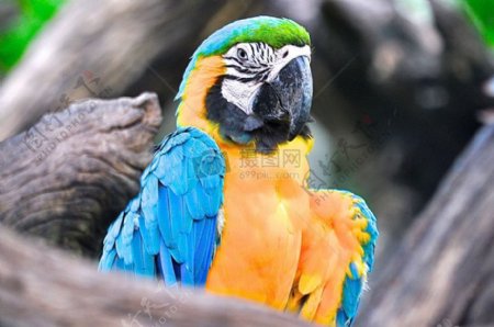 鸟动物热带鹦鹉动物热带雨林