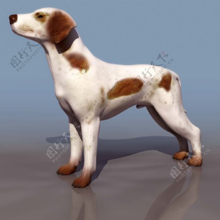 小狗动物3D模型素材