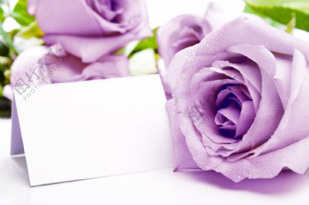 浅紫色玫瑰与卡片图片