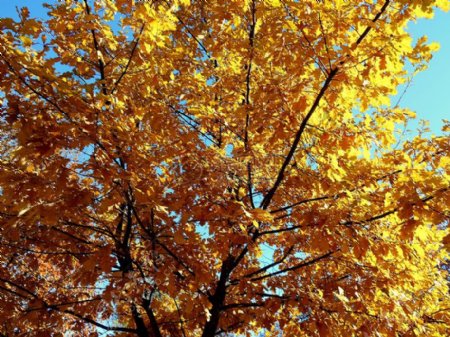 自然阳光树木秋天金黄橡木