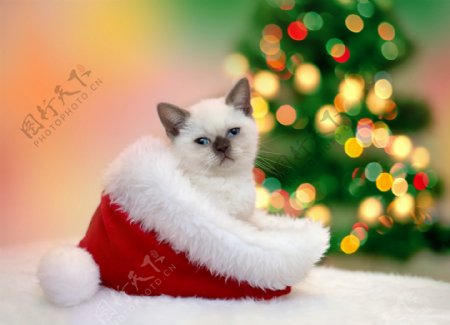 圣诞帽子内的小猫图片
