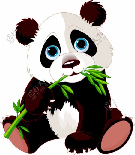 竹子熊猫