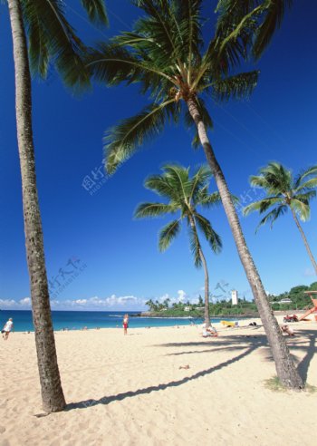 沙滩椰树游人图片