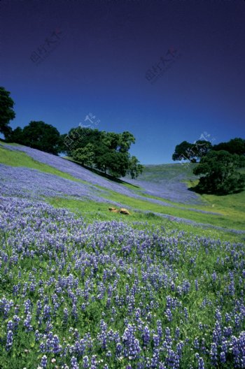 漫山遍野的紫色花风景图片图片