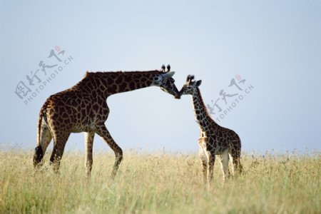 亲吻的长颈鹿图片