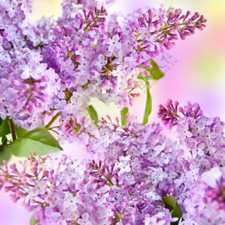 美丽紫色小花图片
