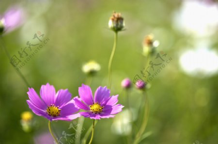 两朵小紫花图片图片