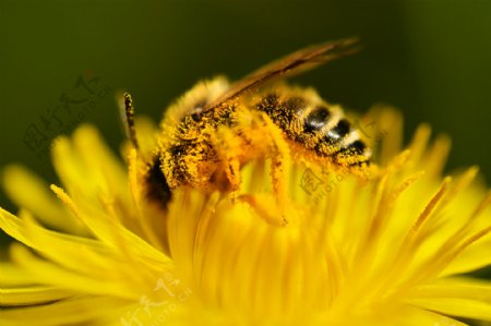 花蕊里的蜜蜂图片