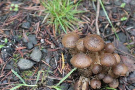 森林蘑菇野生