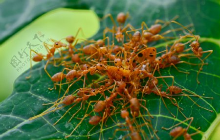 一群搬瓢虫的蚂蚁图片