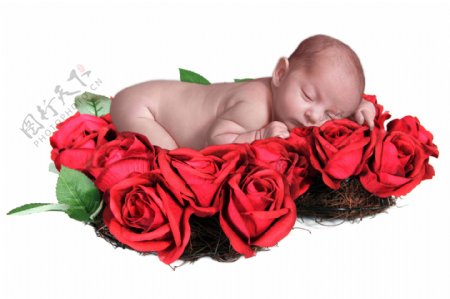 在玫瑰花上睡觉的可爱宝宝图片