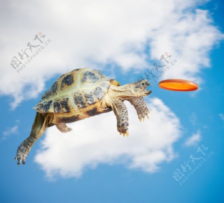 天空中的乌龟图片