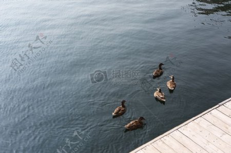布朗5鸭子水身体由布朗木制码头