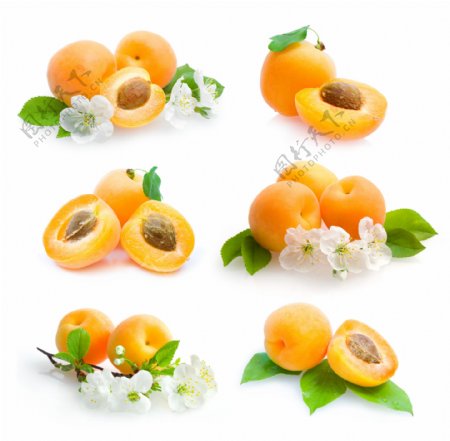 水果黄杏图片