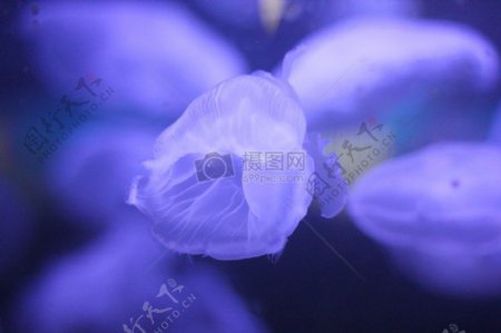 水紫色海蜇水母水族馆