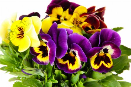 紫色和黄色蝴蝶兰图片