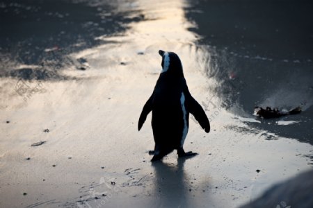 冰面上的企鹅图片