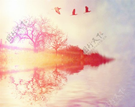 湖边正在飞翔的仙鹤图片