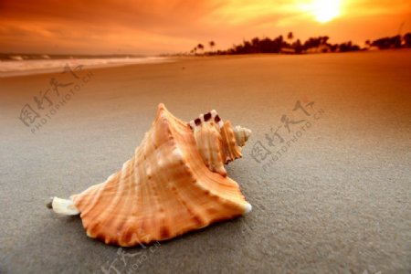海滩上的海螺图片