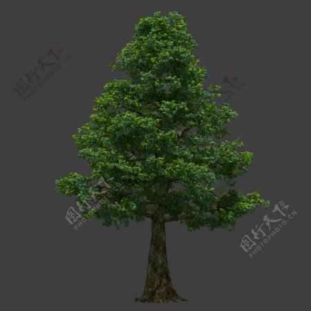 园林景观树木582图片