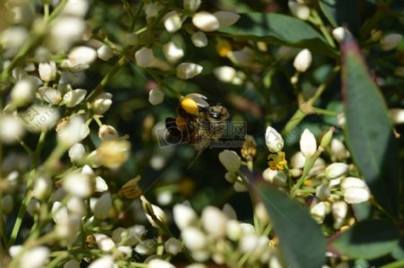 自然花卉植物蜜蜂花粉特写镜头
