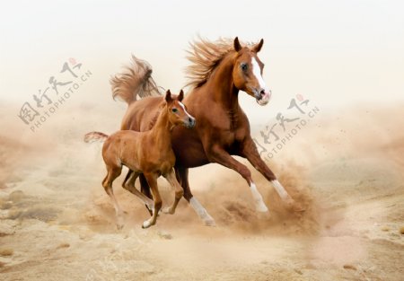 正在奔跑的大马与小马图片