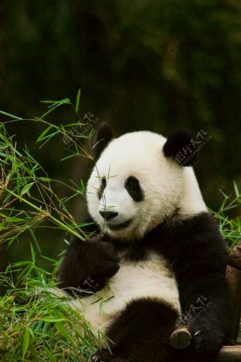 吃竹叶的大熊猫图片