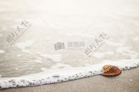 大海沙滩沙滩海浪贝壳beachlife海水盐水
