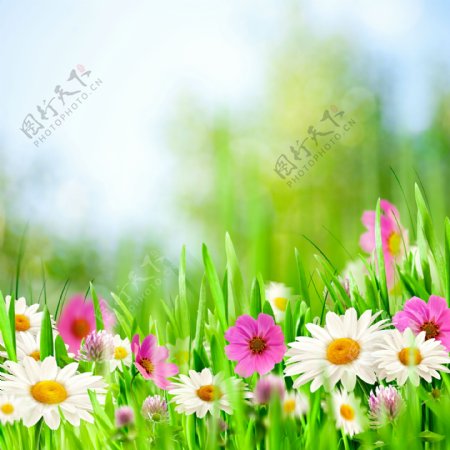 绿草和花朵图片