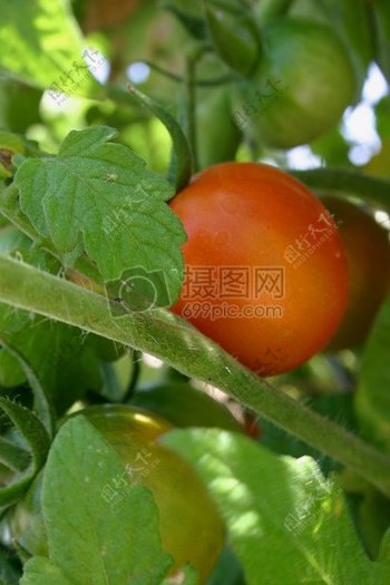 生长的番茄