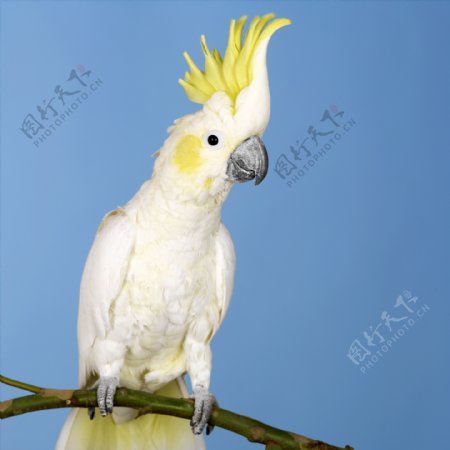 白色鹦鹉摄影图片