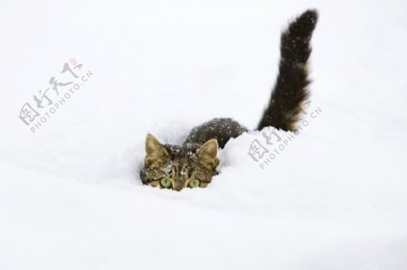雪地里的猫咪图片