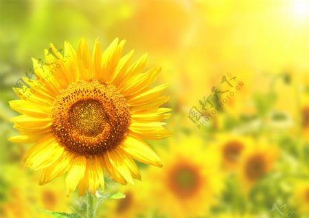 梦幻背景与美丽的太阳花图片